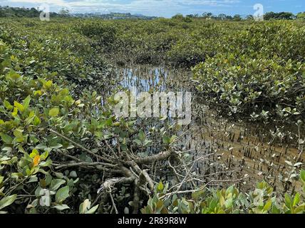 Verdi giovani alberi di mangrovie e pnematofore - radici che crescono dal basso verso l'alto per lo scambio di gas. Piantando mangrovie in corsia costiera del mare, Nuova Zelanda. Foto Stock