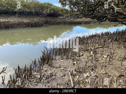 Verdi giovani alberi di mangrovie e pnematofore - radici che crescono dal basso verso l'alto per lo scambio di gas. Piantando mangrovie in corsia costiera del mare, Nuova Zelanda. Foto Stock