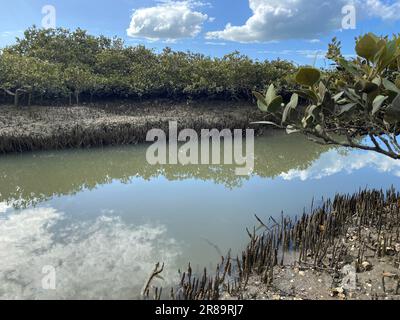 Verdi giovani alberi di mangrovie e pnematofore - radici che crescono dal basso verso l'alto per lo scambio di gas. Piantando mangrovie in corsia costiera del mare, Nuova Zelanda. Foto Stock