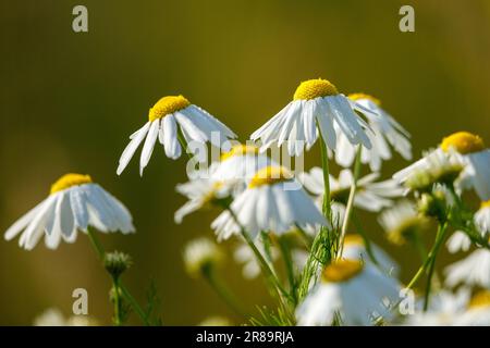 Un Chamomie nel selvaggio Foto Stock