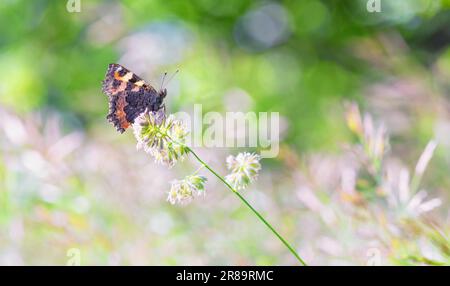 Piccola tartaruga farfalla eurasiatica, aglais orticae, su un fiore Foto Stock