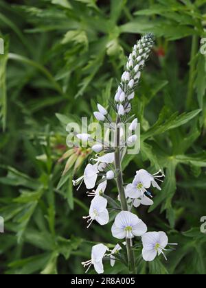 Veronica bianca in confine misto Foto Stock