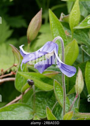 Clematis Integrifolia Foto Stock