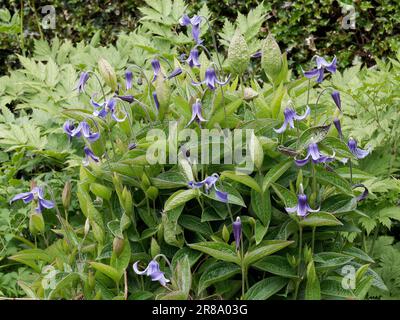 Clematis Integrifolia Foto Stock