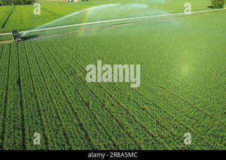 Fotografia aerea con drone di un sistema di irrigazione agricolo con un grande avvolgitubo, che innaffia la coltivazione delle colture durante la siccità estiva post-invernale. Foto Stock