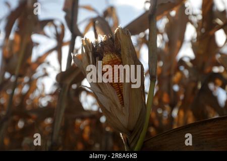 Brasilia, Brasile. 19th giugno, 2023. Una pannocchia di mais pronta per il raccolto è vista in una fattoria vicino Brasilia, Brasile, 19 giugno 2023. Credit: Lucio Tavora/Xinhua/Alamy Live News Foto Stock