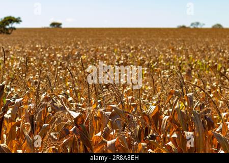 Catalao, Goias, Brasile – 18 giugno 2023: Un bellissimo campo di mais visto dalla strada con il cielo blu sullo sfondo. Foto Stock