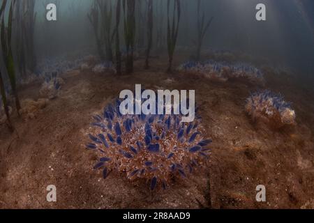 Meduse capovolte, Cassiopea sp., prosperano in un letto di agrassi nel Parco Nazionale di Komodo, Indonesia. Le rocce marine sono un habitat vitale per molte specie. Foto Stock