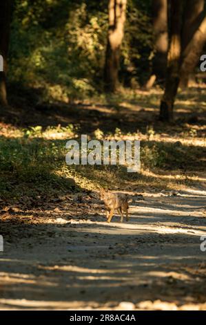 golden jackal o Canis aureus testa sulla corsa sulla strada principale dhikala al parco nazionale jim corbett o Tiger Reserve uttarakhand india asia Foto Stock