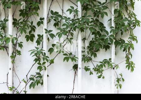 Parete bianca con pianta di vite verde decorativa che cresce sopra di essa, texture foto di sfondo Foto Stock