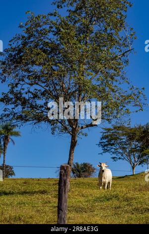 Catalao, Goias, Brasile – 18 giugno 2023: Un toro bianco che pascolava sotto un albero con il cielo blu sullo sfondo. Foto Stock