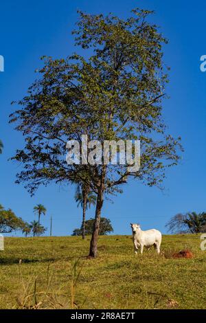 Catalao, Goias, Brasile – 18 giugno 2023: Un toro bianco che pascolava sotto un albero con il cielo blu sullo sfondo. Foto Stock