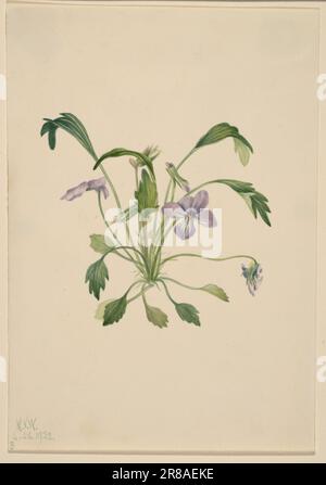 Southern Bird's Foot Violet (Viola digitata) 1922 di Mary Vaux Walcott, nata Philadelphia, PA 1860-morto St. Andrews, New Brunswick, Canada 1940 Foto Stock