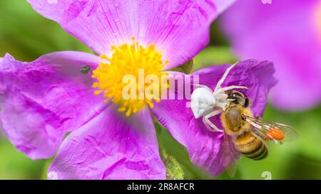 Ragno di granchio bianco, Thomisus Onustus, su un oario fiore di roccia-rosa, che cattura un'ape di miele occidentale, Apis mellifera Foto Stock