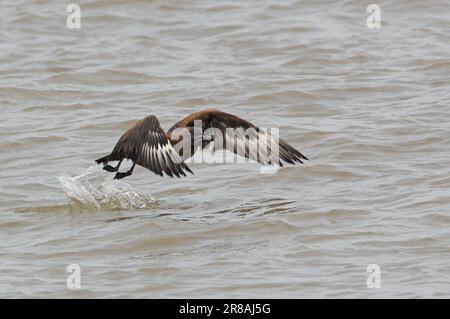 Grande Skua (Stercorarius skua) decollo immaturo dal mare Eccles-on-Sea, Norfolk, UK Ottobre Foto Stock