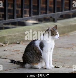 Larry The Cat - Capo Mouser al Gabinetto Office dal 2011 - a Downing Street, giugno 2023 Foto Stock