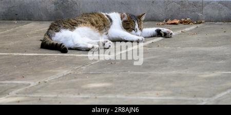 Larry The Cat - Capo Mouser al Gabinetto Office dal 2011 - a Downing Street, giugno 2023 Foto Stock