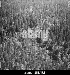 Attuale 29-6-1960: La sentinella solitaria abbiamo trovato un posto di lavoro strano. Giù là, un uomo che vive al suo posto cammina. Giorno e notte il nemico si aggirano, giorno e notte l'uomo solitario è in guardia - contro il fuoco della foresta. Foto: Aage Storløkken / Aktuell / NTB ***FOTO NON ELABORATA*** Foto Stock