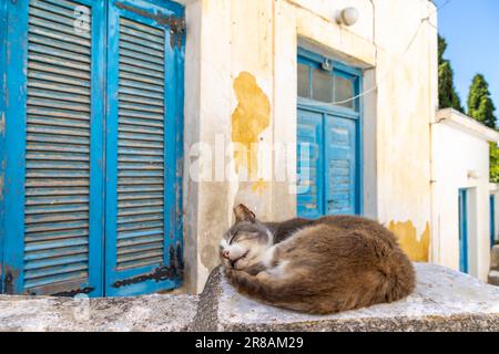 Gatto assonnato nel caldo di mezzogiorno sull'isola di Paros in Grecia Foto Stock