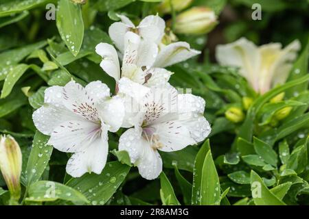 Primo piano di Alstroemeria Inticancha Magic White (giglio peruviano) fiorito in un giardino inglese, Inghilterra, Regno Unito Foto Stock