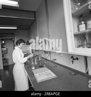 Corrente 31-8-1960: Acqua di liquame è acqua di balneazione ci gettiamo in muschio plancton e batteri intestinali nel Oslofjord interno - ma è pericoloso per la salute? Nessuno sa nulla al riguardo - per ora. Foto: Ivar Aaserud / Aktuell / NTB ***FOTO NON ELABORATA*** Foto Stock