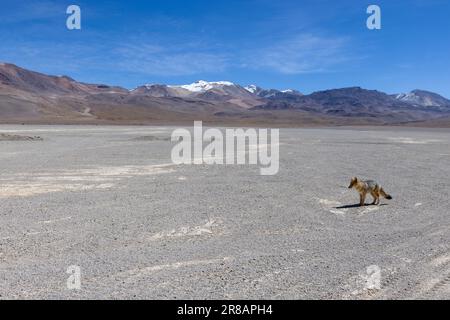 Incontra una volpe andina mentre percorri il percorso panoramico della laguna attraverso la remota riserva nazionale fauna Andina Eduardo Avaroa nell'Altiplano boliviano Foto Stock