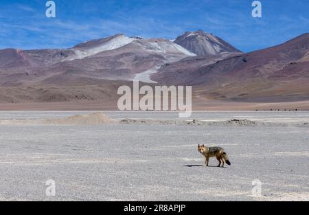 Incontra una volpe andina mentre percorri il percorso panoramico della laguna attraverso la remota riserva nazionale fauna Andina Eduardo Avaroa nell'Altiplano boliviano Foto Stock