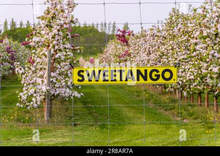 Un frutteto di mele nella contea di Door, Wisconsin. Sebbene sia più famoso per i suoi frutteti di ciliegie, qui c'è anche un numero abbondante di meleti. Foto Stock