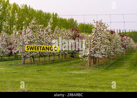 Un frutteto di mele nella contea di Door, Wisconsin. Sebbene sia più famoso per i suoi frutteti di ciliegie, qui c'è anche un numero abbondante di meleti. Foto Stock