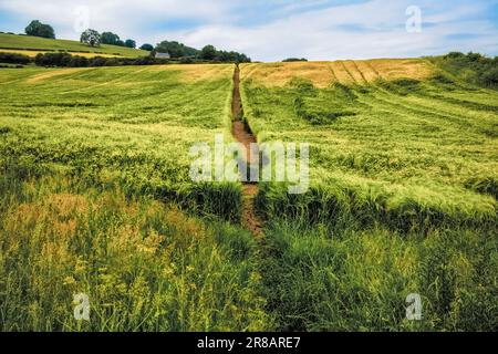 lungo e solitario sentiero che conduce attraverso un campo di grano che soffia nel vento Foto Stock