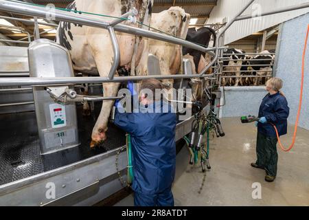 Latticini che mettono unità di mungitura su mammelle di mucche da latte su un salotto rotante, Dumfries, Regno Unito. Foto Stock