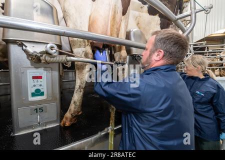 Latticini che mettono unità di mungitura su mammelle di mucche da latte su un salotto rotante, Dumfries, Regno Unito. Foto Stock