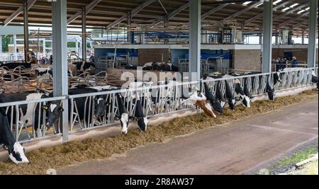 Bestiame da latte che mangia una miscela di razione di insilato da dietro le barriere di alimentazione in un capannone di bestiame. Dumfries, Scozia, Regno Unito. Foto Stock