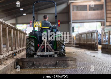 Raschiare lo slurry in un capannone di bestiame usando un trattore John Deere mini. Dumfries, Scozia, Regno Unito. Foto Stock