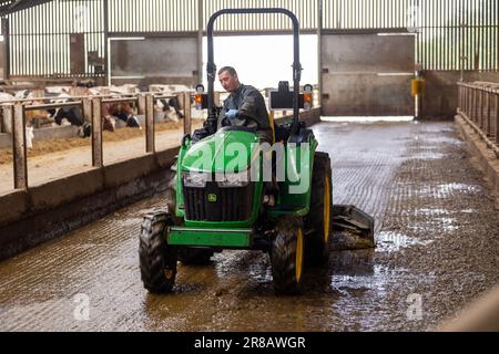 Raschiare lo slurry in un capannone di bestiame usando un trattore John Deere mini. Dumfries, Scozia, Regno Unito. Foto Stock