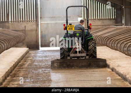 Raschiare lo slurry in un capannone di bestiame usando un trattore John Deere mini. Dumfries, Scozia, Regno Unito. Foto Stock