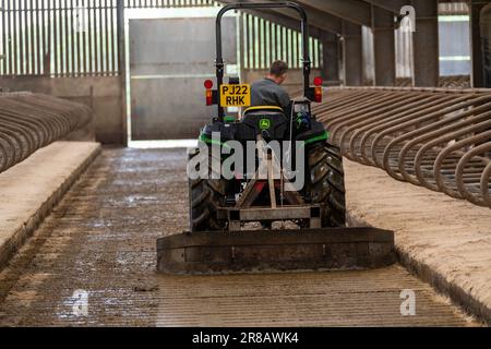 Raschiare lo slurry in un capannone di bestiame usando un trattore John Deere mini. Dumfries, Scozia, Regno Unito. Foto Stock