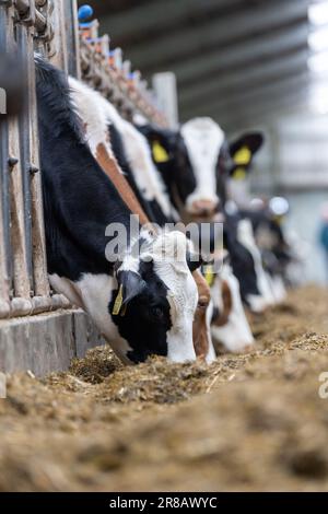 Bestiame da latte che mangia una miscela di razione di insilato da dietro le barriere di alimentazione in un capannone di bestiame. Dumfries, Scozia, Regno Unito. Foto Stock