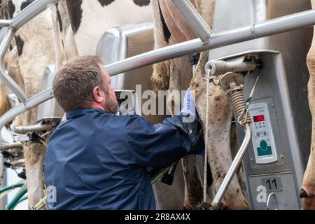 Latticini che mettono unità di mungitura su mammelle di mucche da latte su un salotto rotante, Dumfries, Regno Unito. Foto Stock