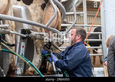 Latticini che mettono unità di mungitura su mammelle di mucche da latte su un salotto rotante, Dumfries, Regno Unito. Foto Stock