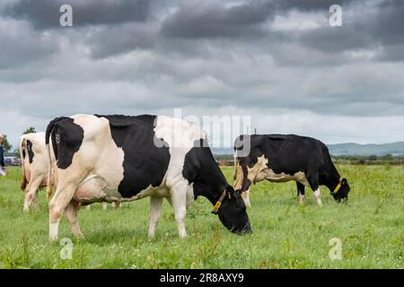 Bestiame da latte di Holstein che pascola su un pascolo lussureggiante prima della mungitura, Dumfries, Scozia, Regno Unito. Foto Stock