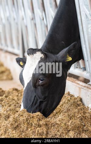 Bestiame da latte che mangia una miscela di razione di insilato da dietro le barriere di alimentazione in un capannone di bestiame. Dumfries, Scozia, Regno Unito. Foto Stock