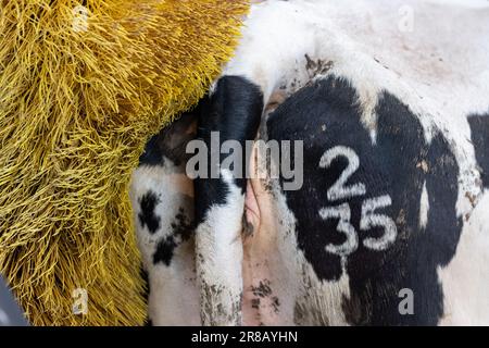 Mucca da latte bianca e nera in una stazione di spazzolatura elettrica, che aiuta a rilassare e pulire il bestiame. Dumfries, Regno Unito. Foto Stock