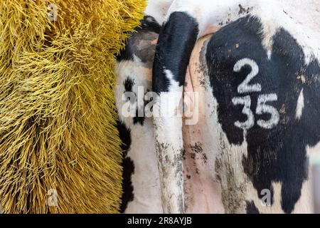 Mucca da latte bianca e nera in una stazione di spazzolatura elettrica, che aiuta a rilassare e pulire il bestiame. Dumfries, Regno Unito. Foto Stock