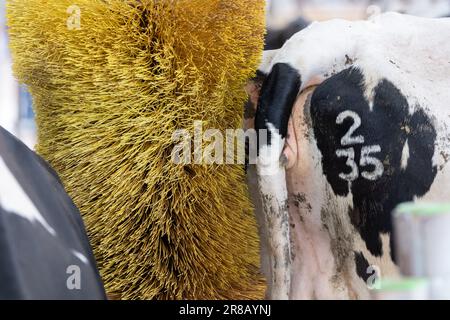 Mucca da latte bianca e nera in una stazione di spazzolatura elettrica, che aiuta a rilassare e pulire il bestiame. Dumfries, Regno Unito. Foto Stock