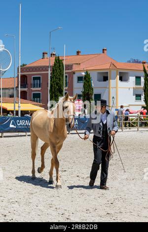 Europa, Portogallo, Regione di Alentejo, Golega, uomo in costume tradizionale con spettacolo di un Colt Lusitano al pubblico al Festival del Cavallo 'Mares and Foals' Foto Stock