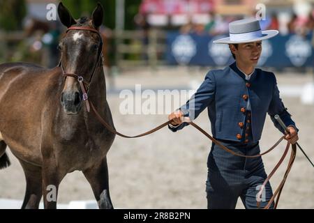 Europa, Portogallo, Regione di Alentejo, Golega, uomo in costume tradizionale che lavora un Colt per il pubblico alla Fiera del Cavallo 'Mares and Foals' Foto Stock