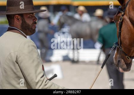 Europa, Portogallo, Regione di Alentejo, Golega, uomo in costume tradizionale che lavora un Colt per il pubblico alla Fiera del Cavallo 'Mares and Foals' Foto Stock