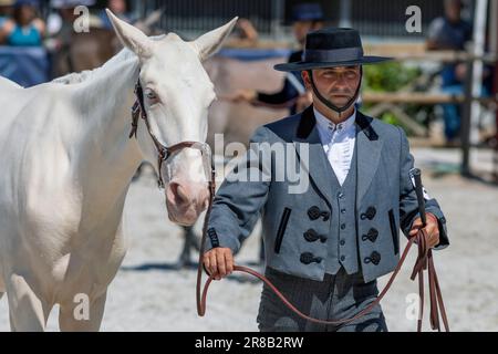 Europa, Portogallo, Regione di Alentejo, Golega, uomo in costume tradizionale presentando un Colt Palomino Lusitano alla Fiera del Cavallo 'Mares and Foals' Foto Stock