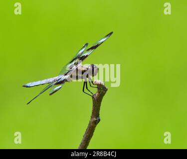 Uno Skimmer a dodici spottati maschio (Libellula pulchella) arroccato su un ramoscello a dover, Tennessee Foto Stock